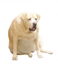 Blog Pet Obesity