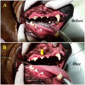 A.  Red's mouth before dental.  Not the brown tartar over many teeth.  B. Red's mouth after dental scaling.  The yellow arrow indicates an area of serious decay previously hiding under the tartar.  