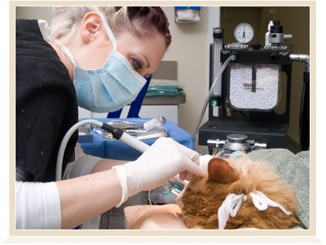 Dental Cleanings for pets in avon, ct
