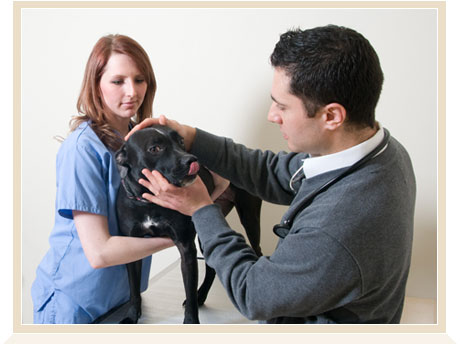 Avon, CT Animal Hospital. USDA Accredited Veterinary Hospital in Avon. Animal  Pet Clinic Near Canton and West Hartford, CT. Avon, CT Veterinarians. Avon  Pet Dental Services. Dog and Cat Grooming.